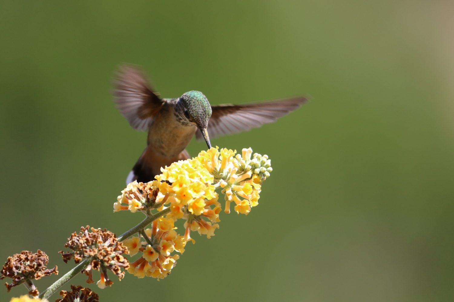 hummingbird hovering over a flower